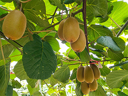 九游官网唯一入口基地展示四